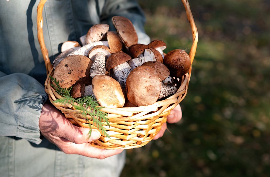 Houbová omáčka II.