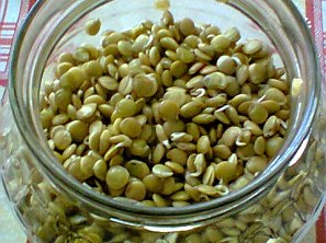 Pučálka, naklíčená, napučená čočka, základní recept