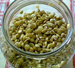 Pučálka, naklíčená, napučená čočka, základní recept