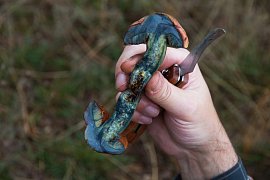 Aby nakrájené houby nezmodraly