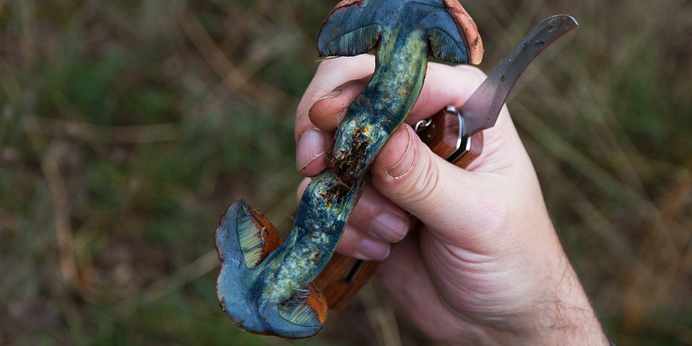 Aby nakrájené houby nezmodraly