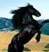 Black•Horse