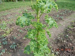 Brambory na pánvi se slézem kučeravým