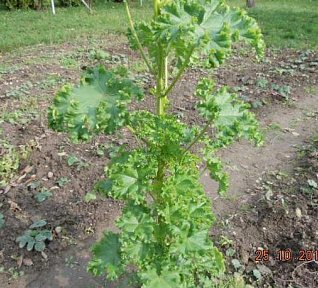 Brambory na pánvi se slézem kučeravým